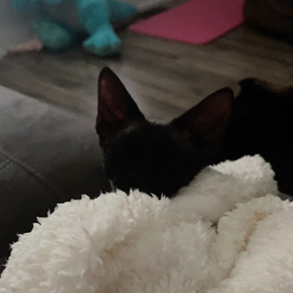 Meet your Posher, Sophia - Picture 1 of 1